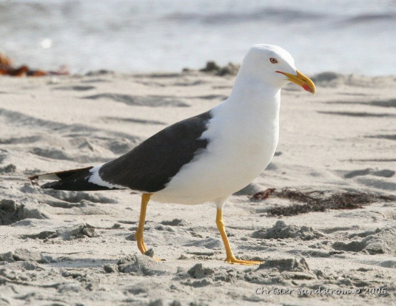 Lesser Black-backed Gull