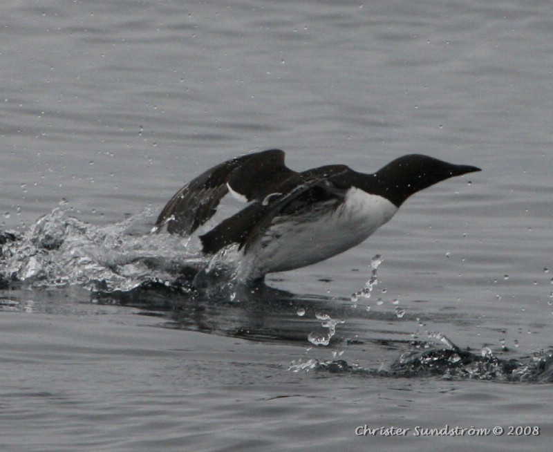 Common Murre