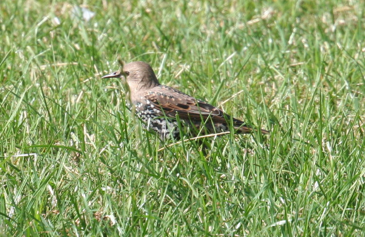 Common Starling