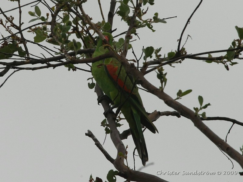 Red-winged Parrot