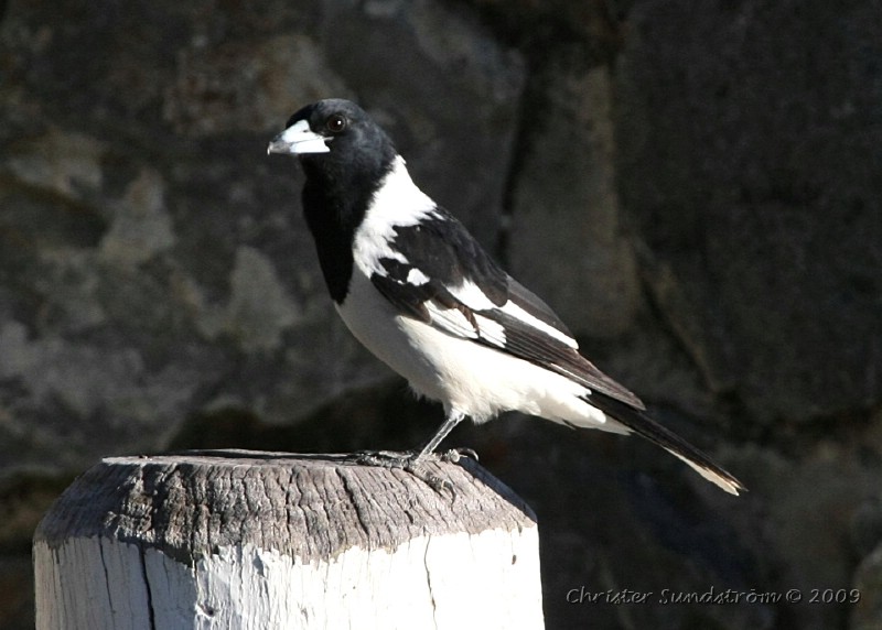 Pied Butcherbird