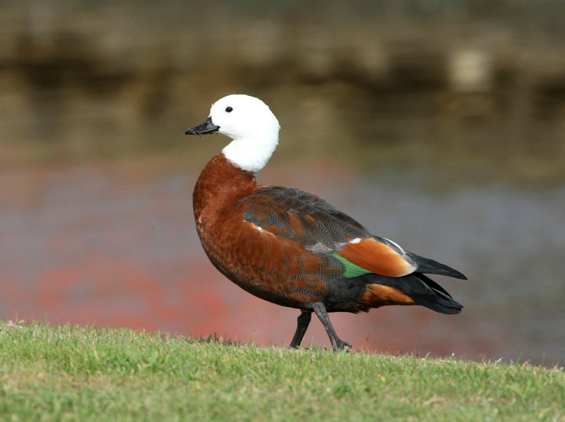 Paradisgravand, female