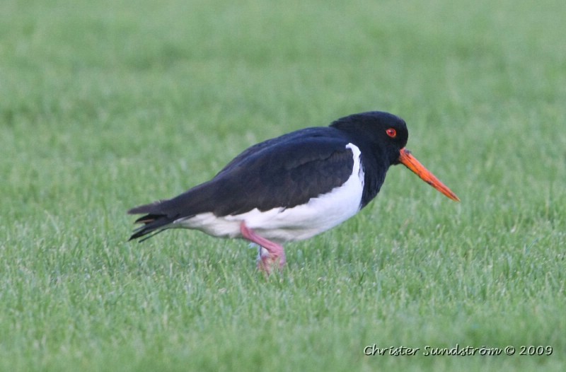 South Island Oystercatcher