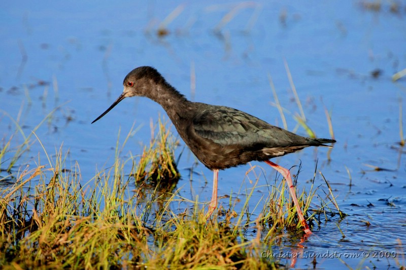 Black Stilt