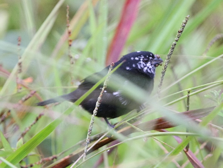Variable Seedeater , male