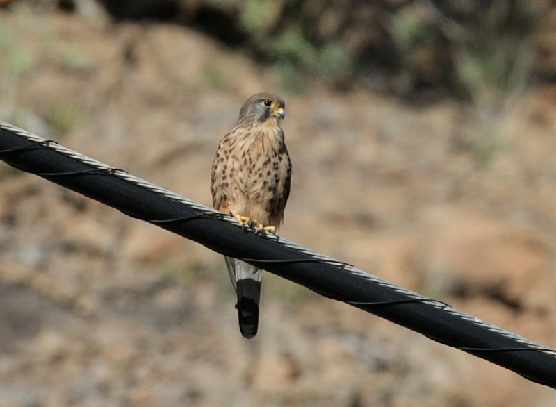 Tornfalk, ssp. canariensis