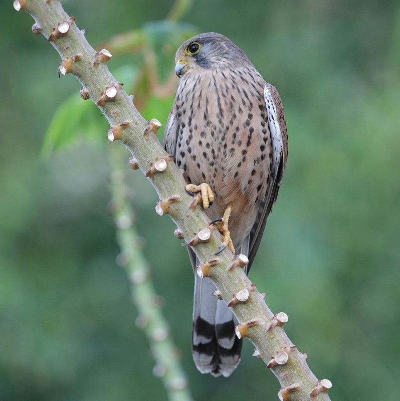 Tornfalk, ssp. canariensis