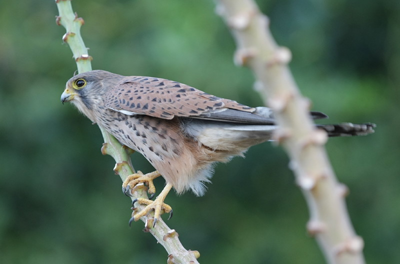 Tornfalk, ssp. canariensis