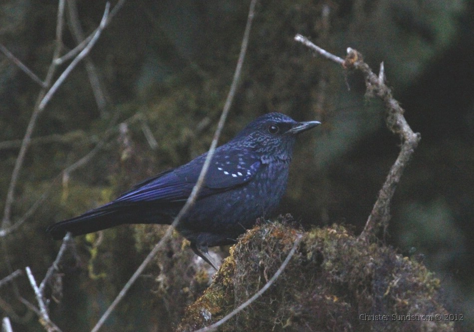 Blue Whistling Thrush caeruleus