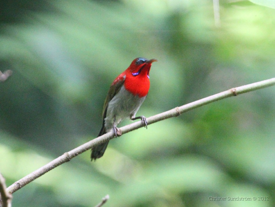 Crimson Sunbird, male