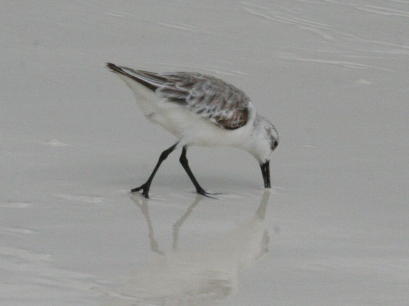 Sanderling