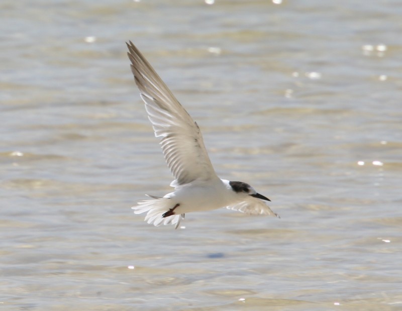 Gull-billed Tern