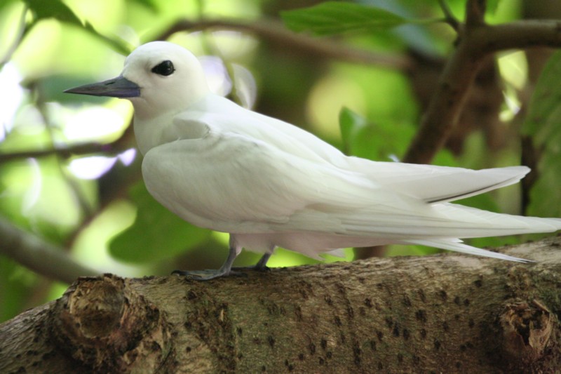 Common White Tern