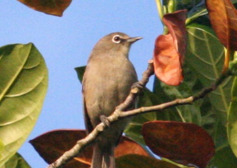 Seychelles White  eye