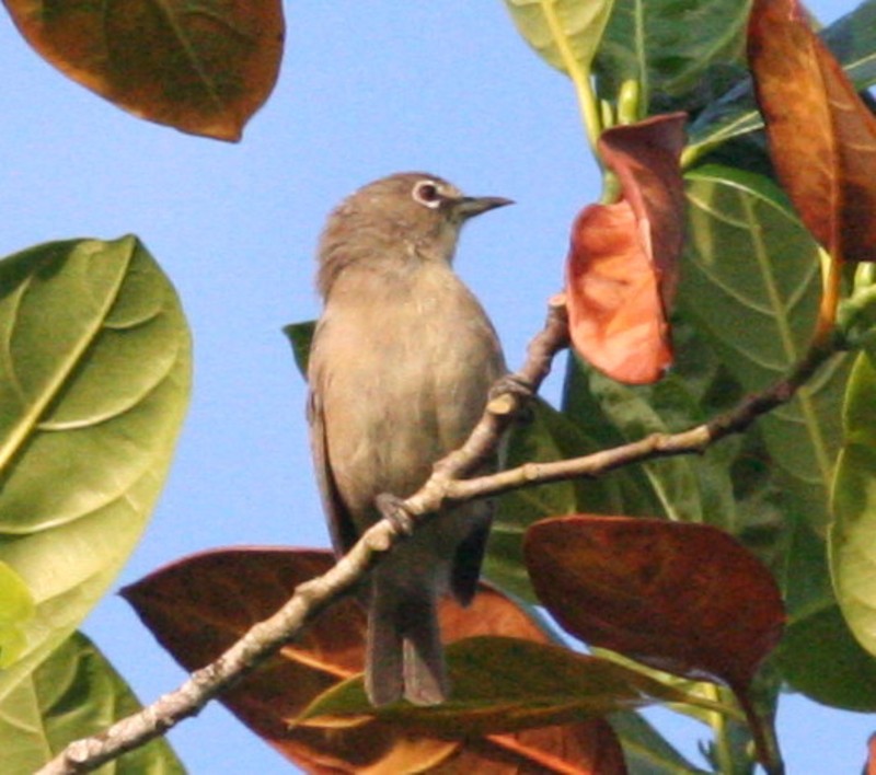 Seychelles White eye