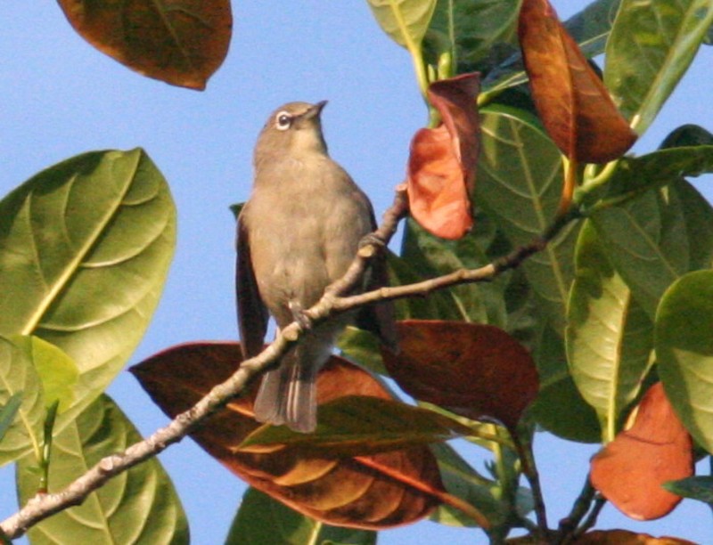 Seychelles White eye