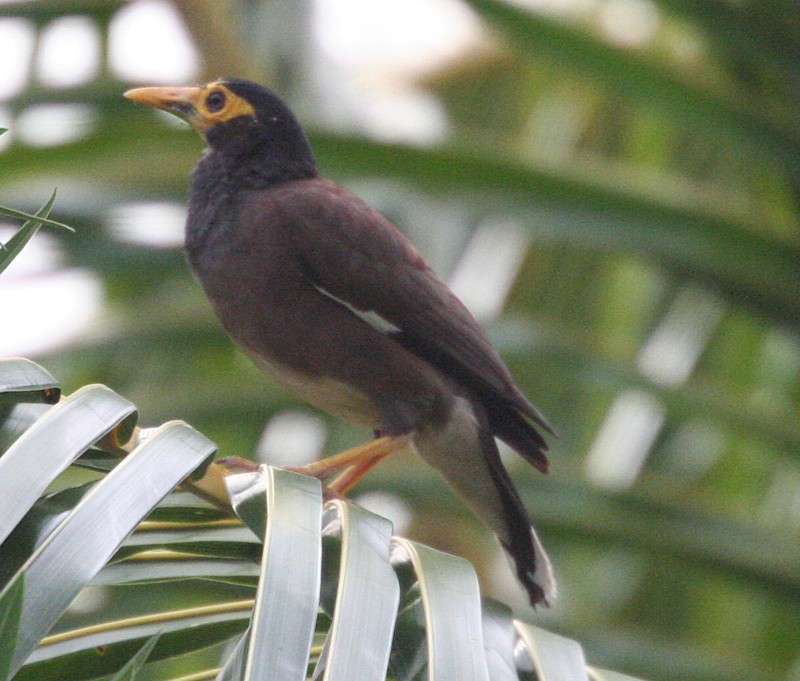 Common Myna