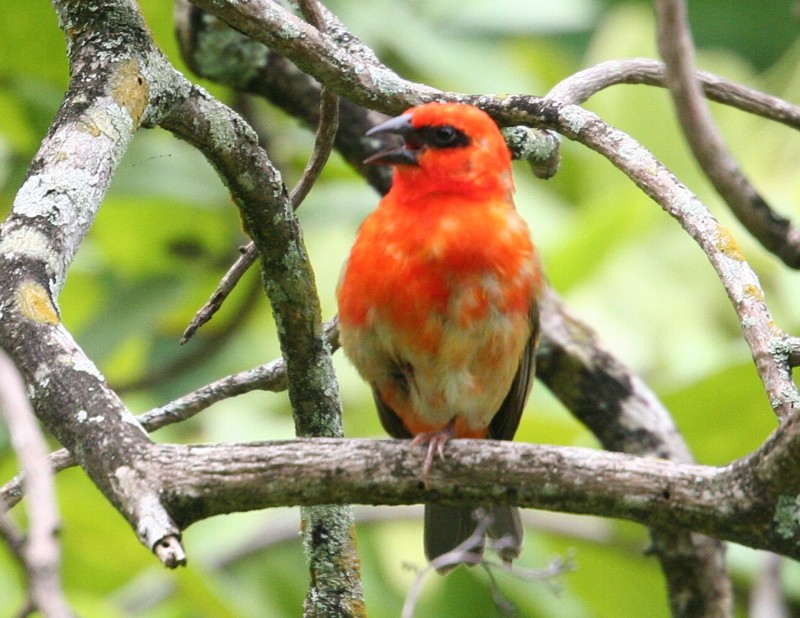 Madagascar Red Fody (male)