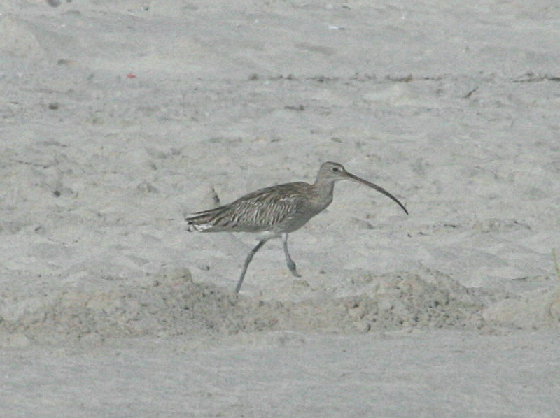 Eurasian Curlew