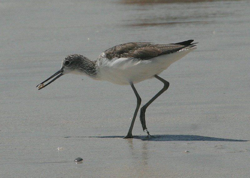 Common Greenshank