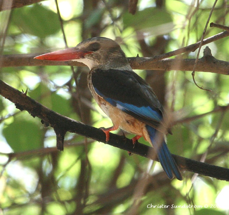 Grey-headed Kingfisher