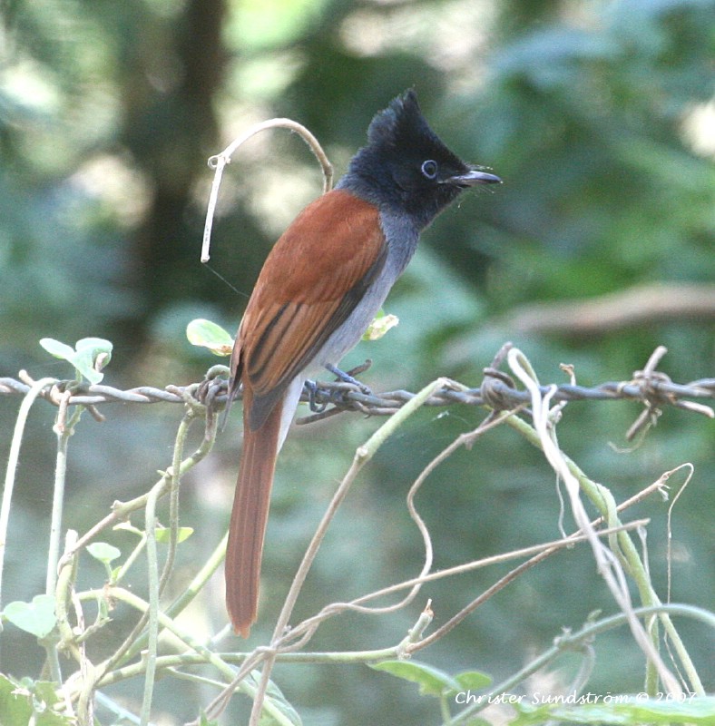 African Paradise-Flycatcher