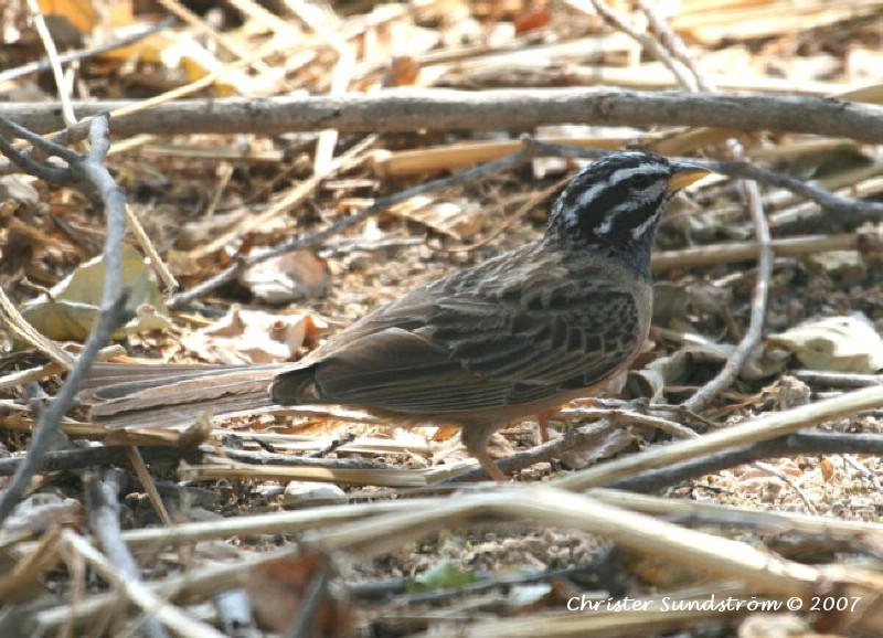 Cinnamon-breasted Bunting