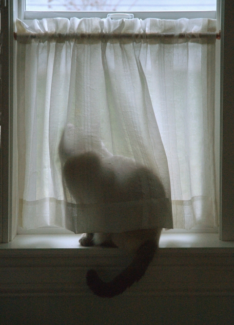 sentinel