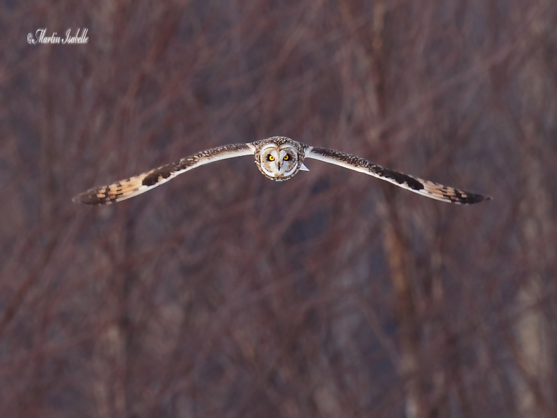 _MG_5983 Hibou des marais Amqui .jpg