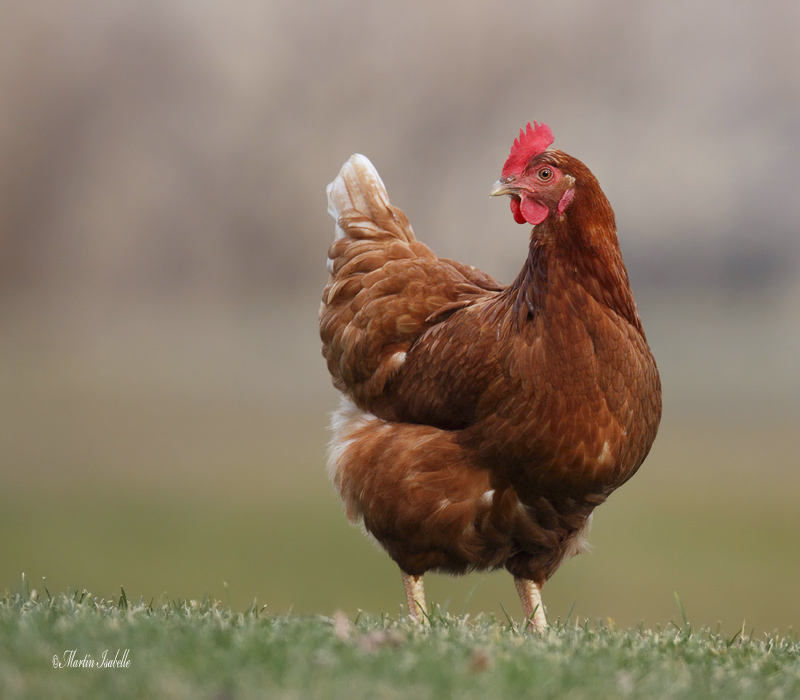 _MG_0713 Poule - BDF.jpg