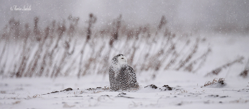 _MG_4621 Hsrfang des neiges bdf.jpg