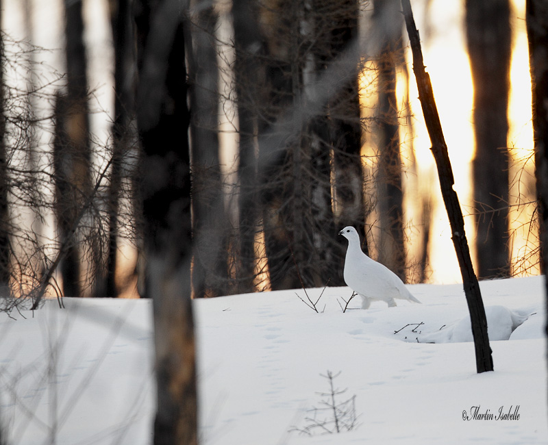 _40C3779 Lagopde des saules Chibougamau.jpg