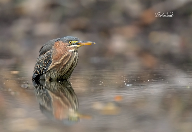 _40C4704 Heron vert juvnile Quebec .jpg