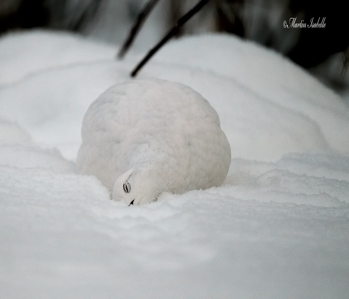_40C5609 Lagopde qui prend de la neige pour faire passer le petit bourgeon Chibou.jpg