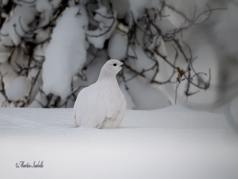_40C4803 Lagopde Chibougamau.jpg