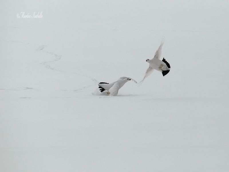 _40C5950 Combat de coq sur le lac . Chibougamau