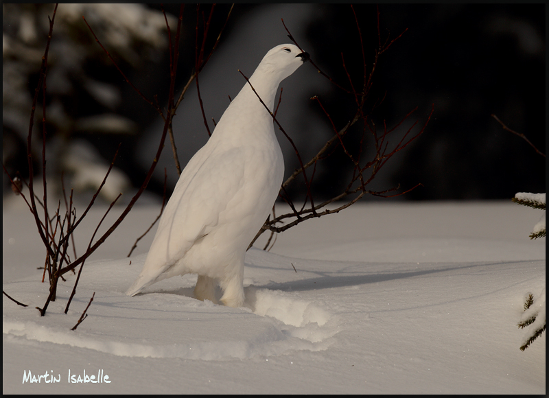 _40C6528 lagopde des saules Chibougamau.jpg