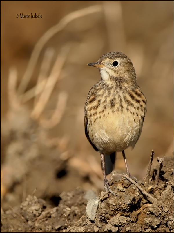 _40C0126 Pipit damerique bdf.jpg