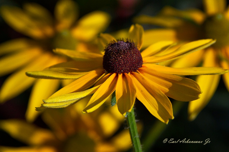 Petal Power