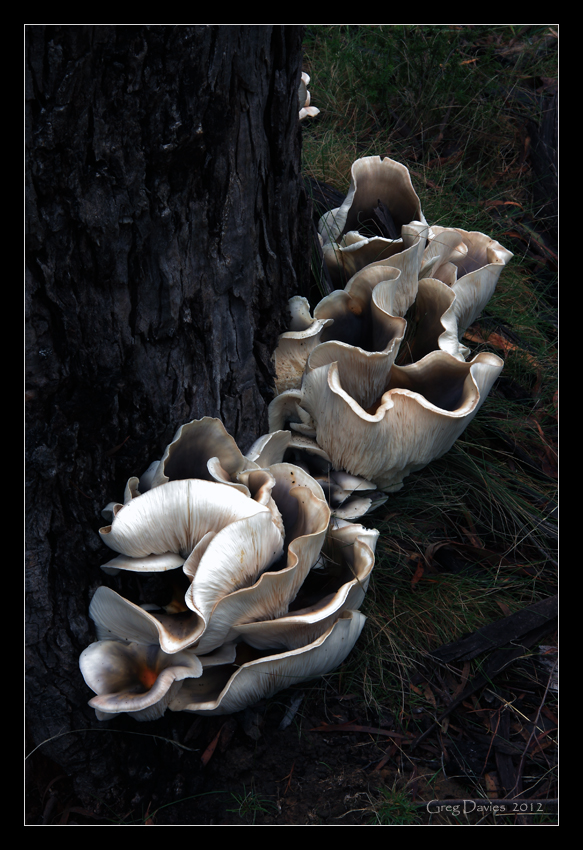 Fungi #2