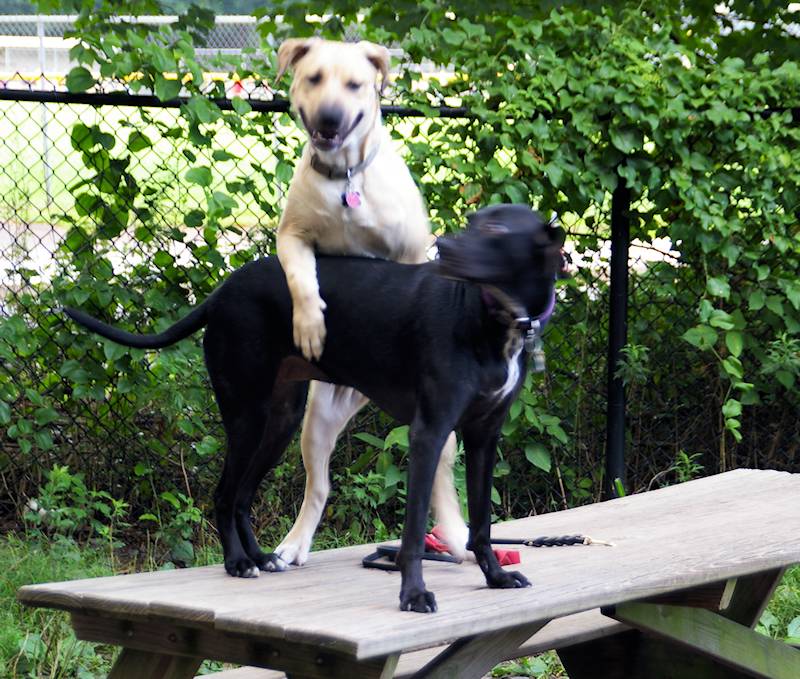 Dog Park Activity