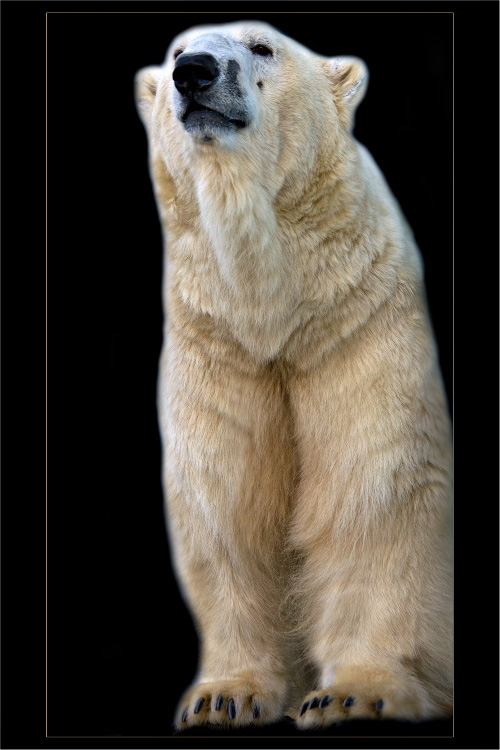 Polar Bear.jpg