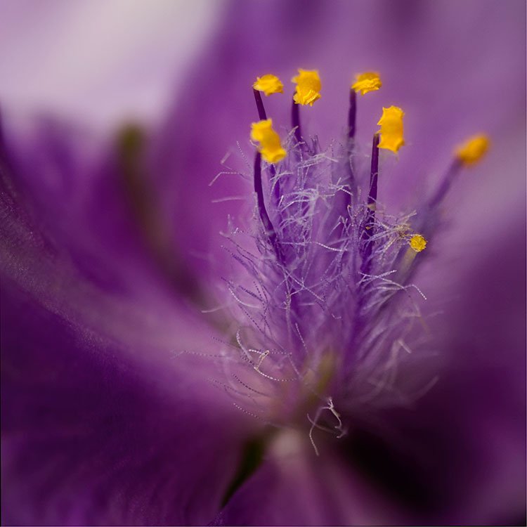 Hairy-Flower