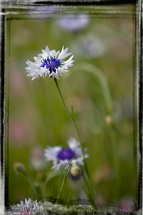 Framed5.JPG