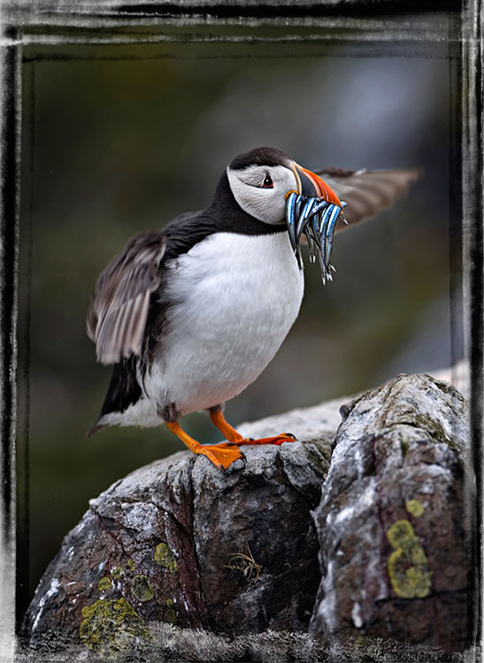 Framed6.JPG