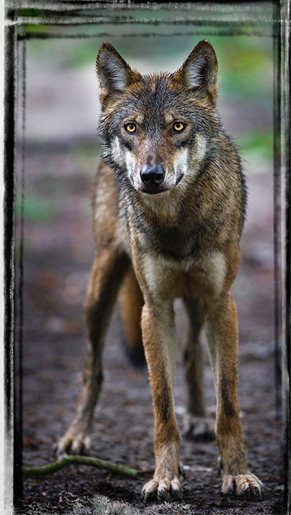 Framed18.JPG