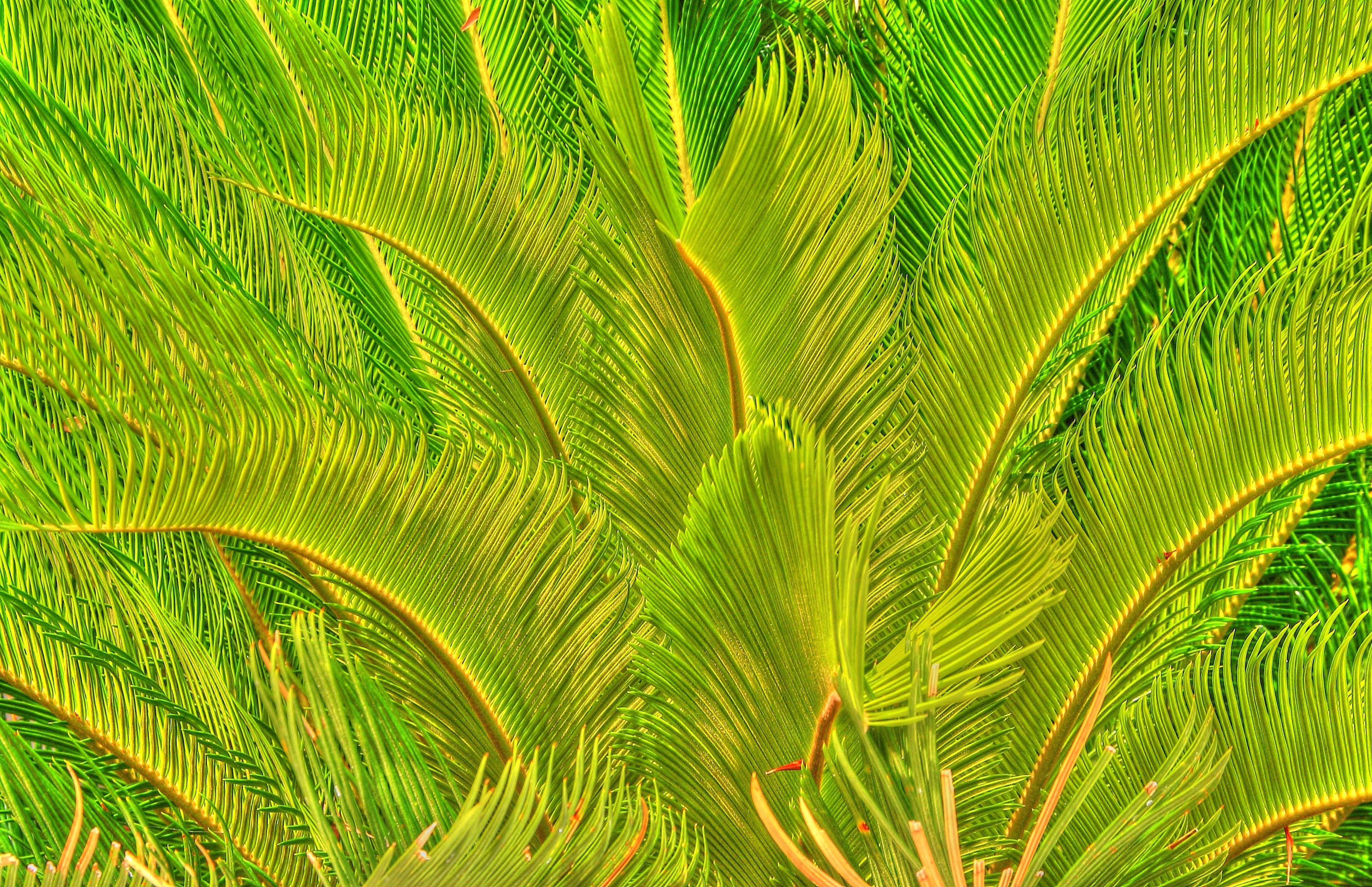 palm new_tonemapped .jpg