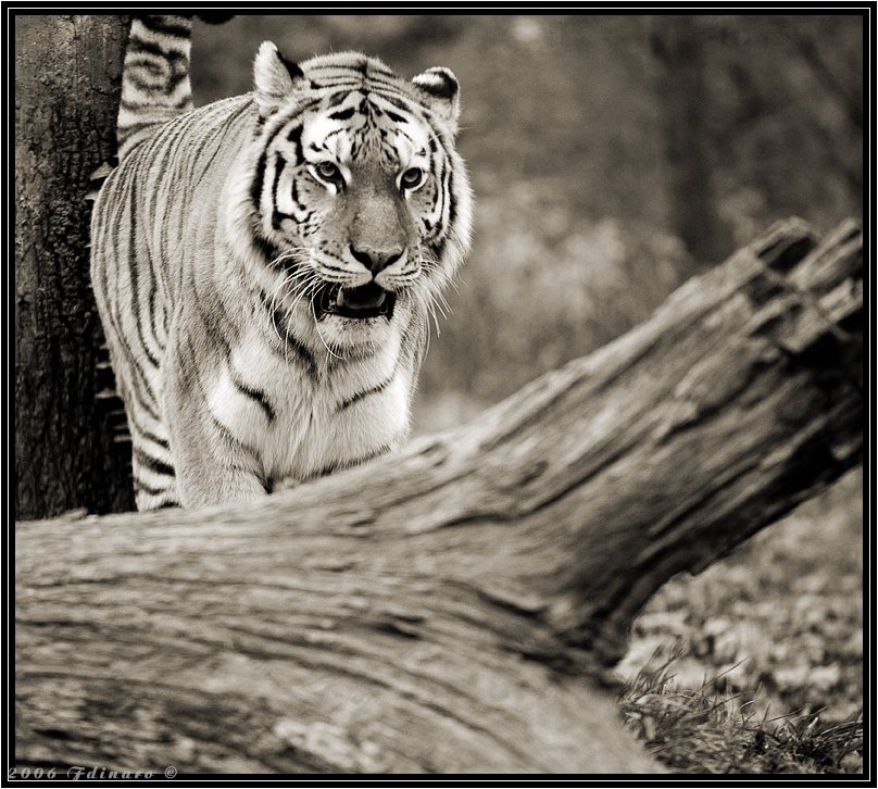 Tiger on the hunt