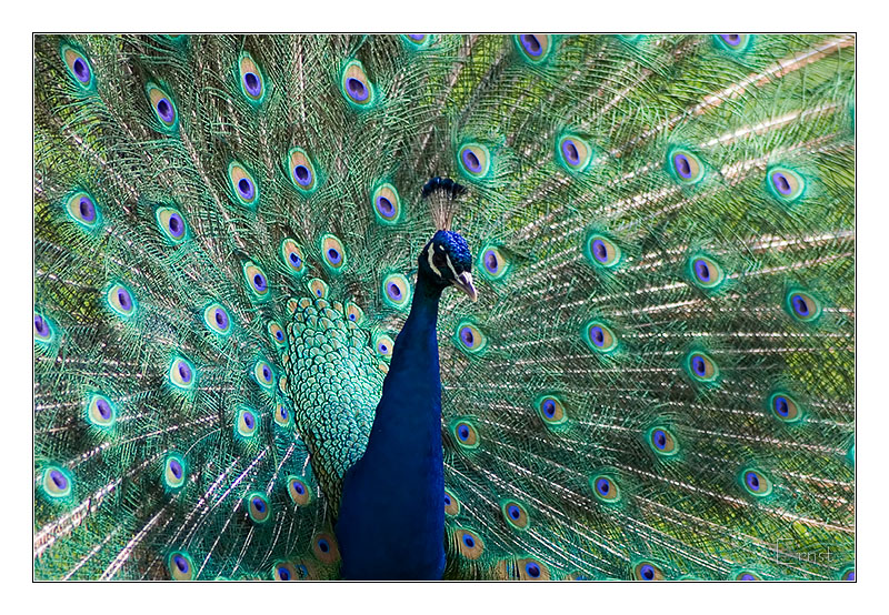 Peacock