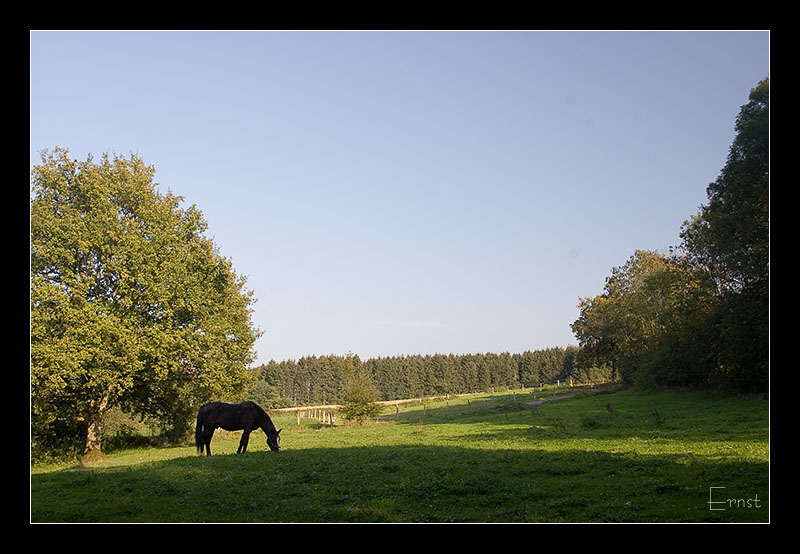 Durbuy, Meadow